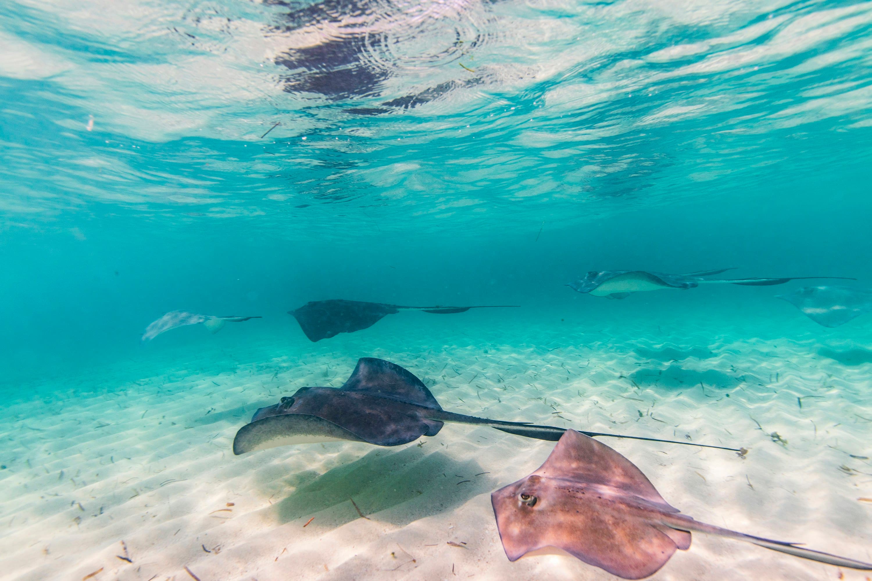 Return to... Bahamas!