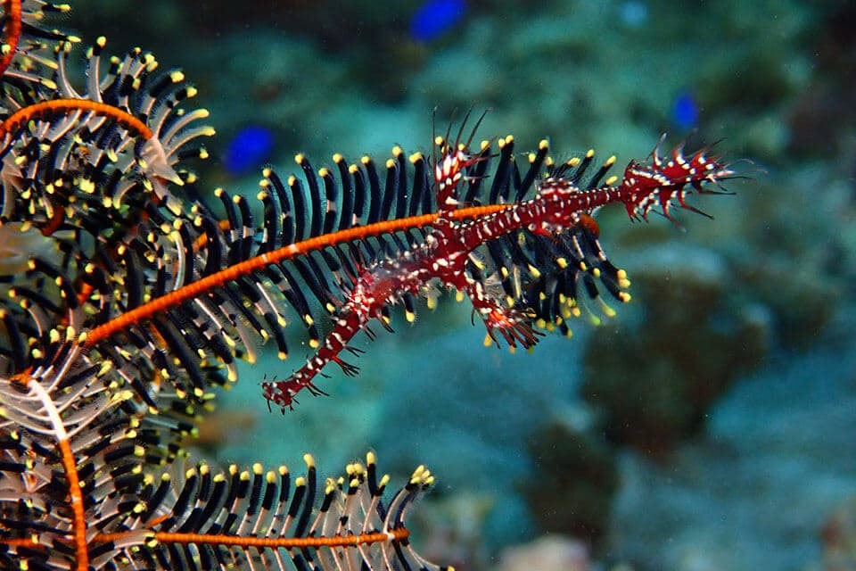 Scuba travel group photo on an adventure trip