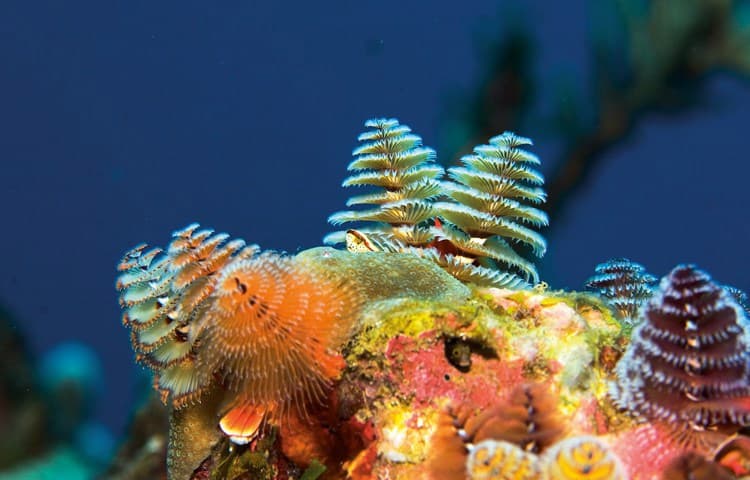 Saba: Liveaboard Diving the Pinnacles