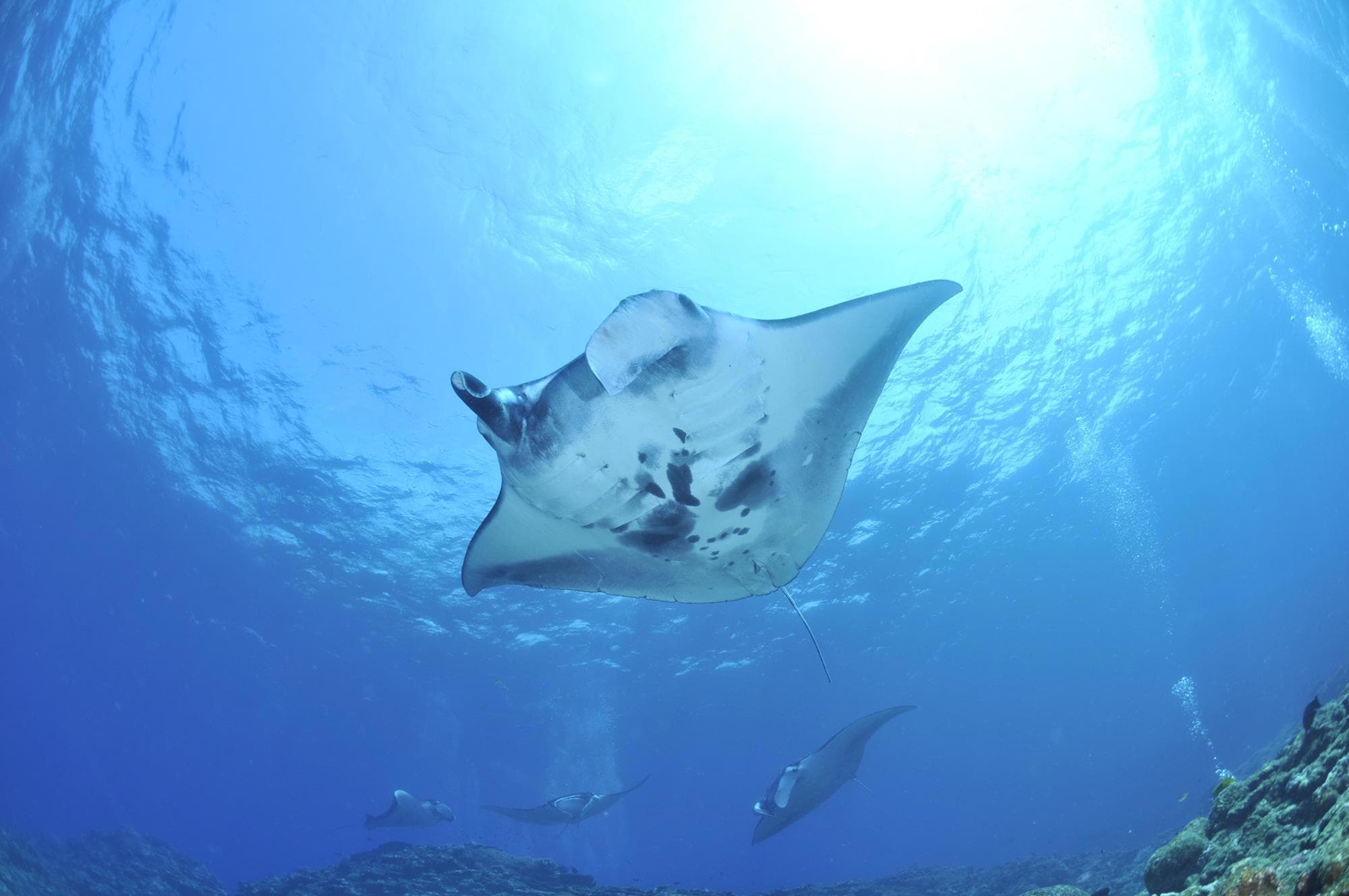 Socorro: Big-Animal Diving in the Revillagigedo Islands