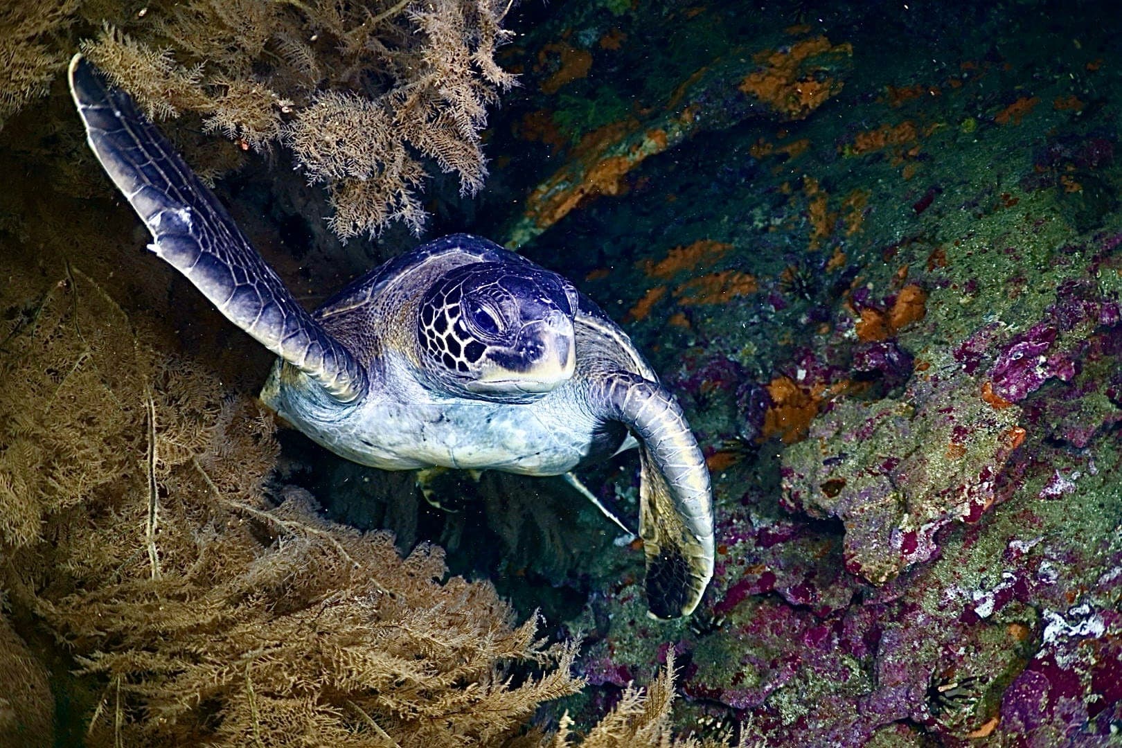 Green sea turtle swimming along a reef wall covered in orange and purple sponges in the Galapagos
