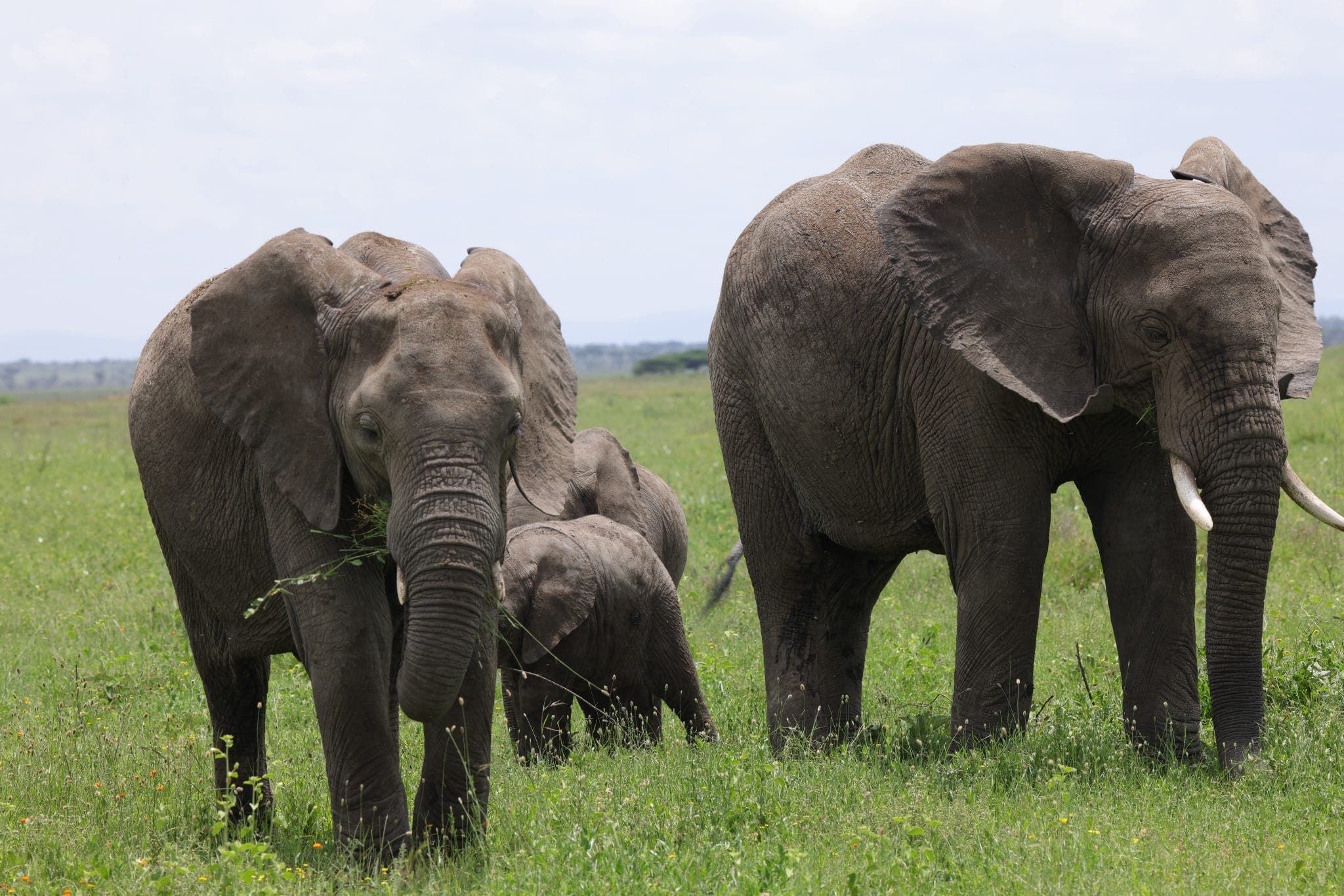 Elephant family with a young calf grazing in open grassland in Tanzania