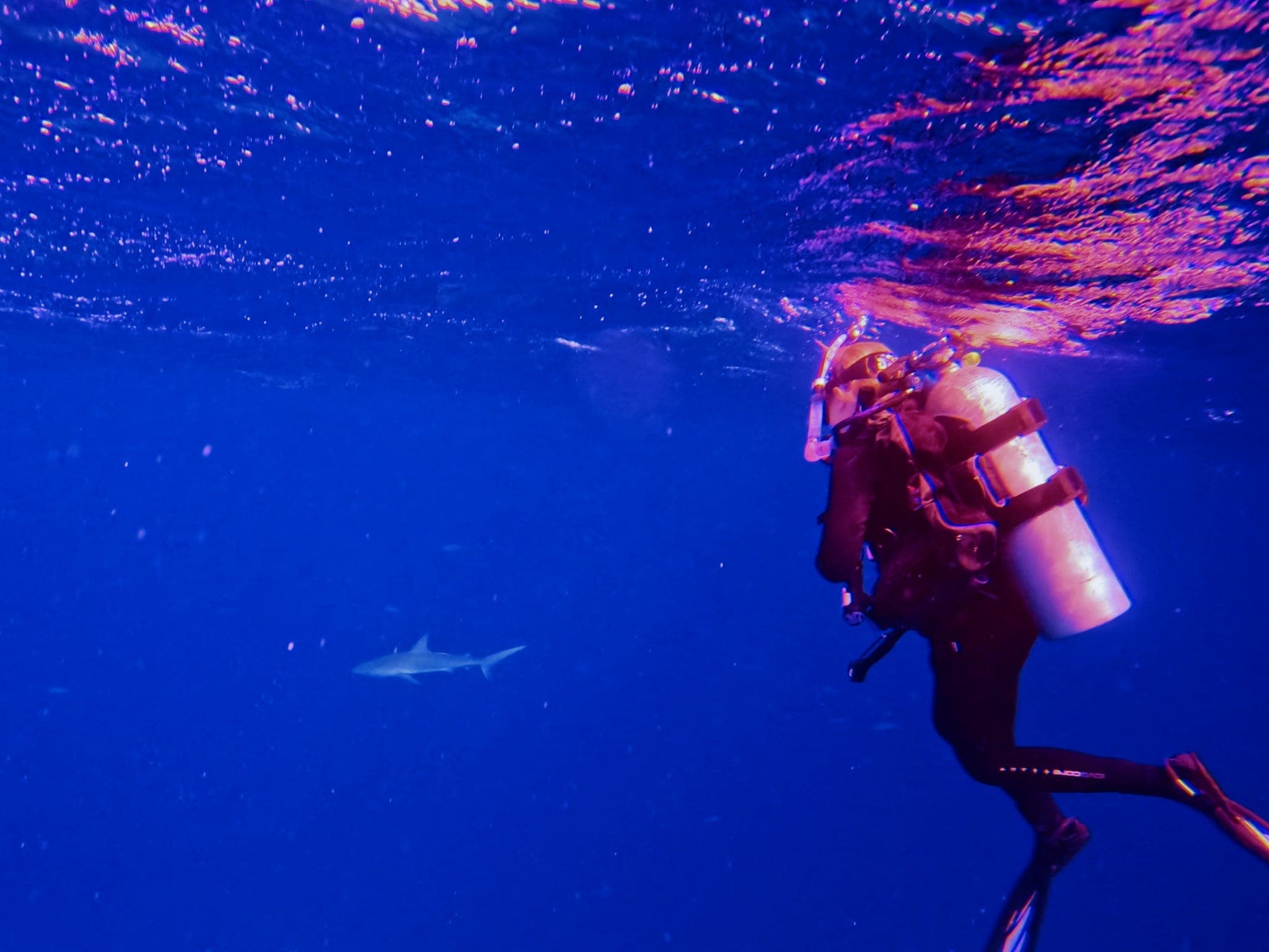 Scuba diver at the surface with a Caribbean reef shark passing below in Turks and Caicos
