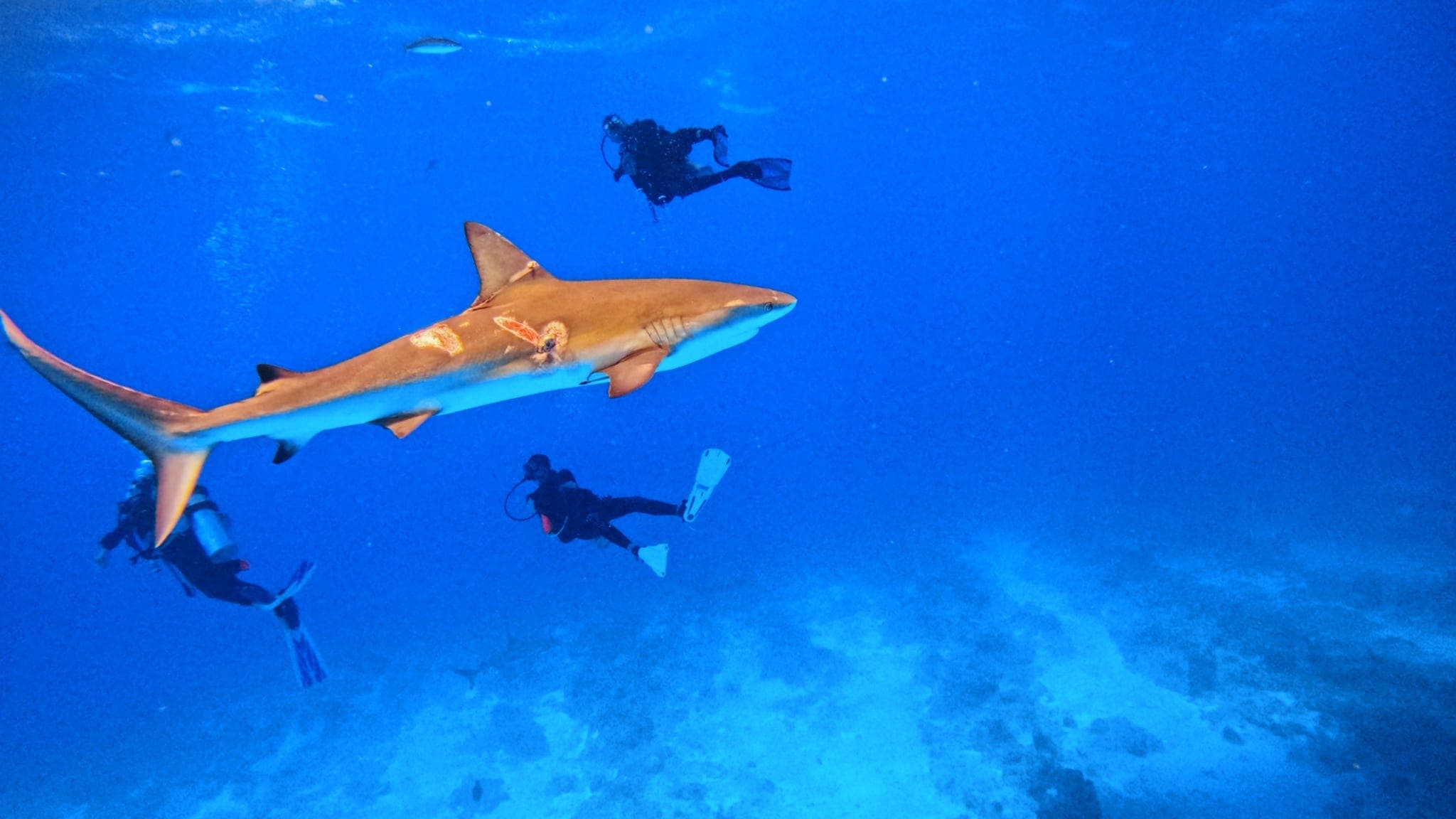 Scuba divers on a wall dive in Turks and Caicos
