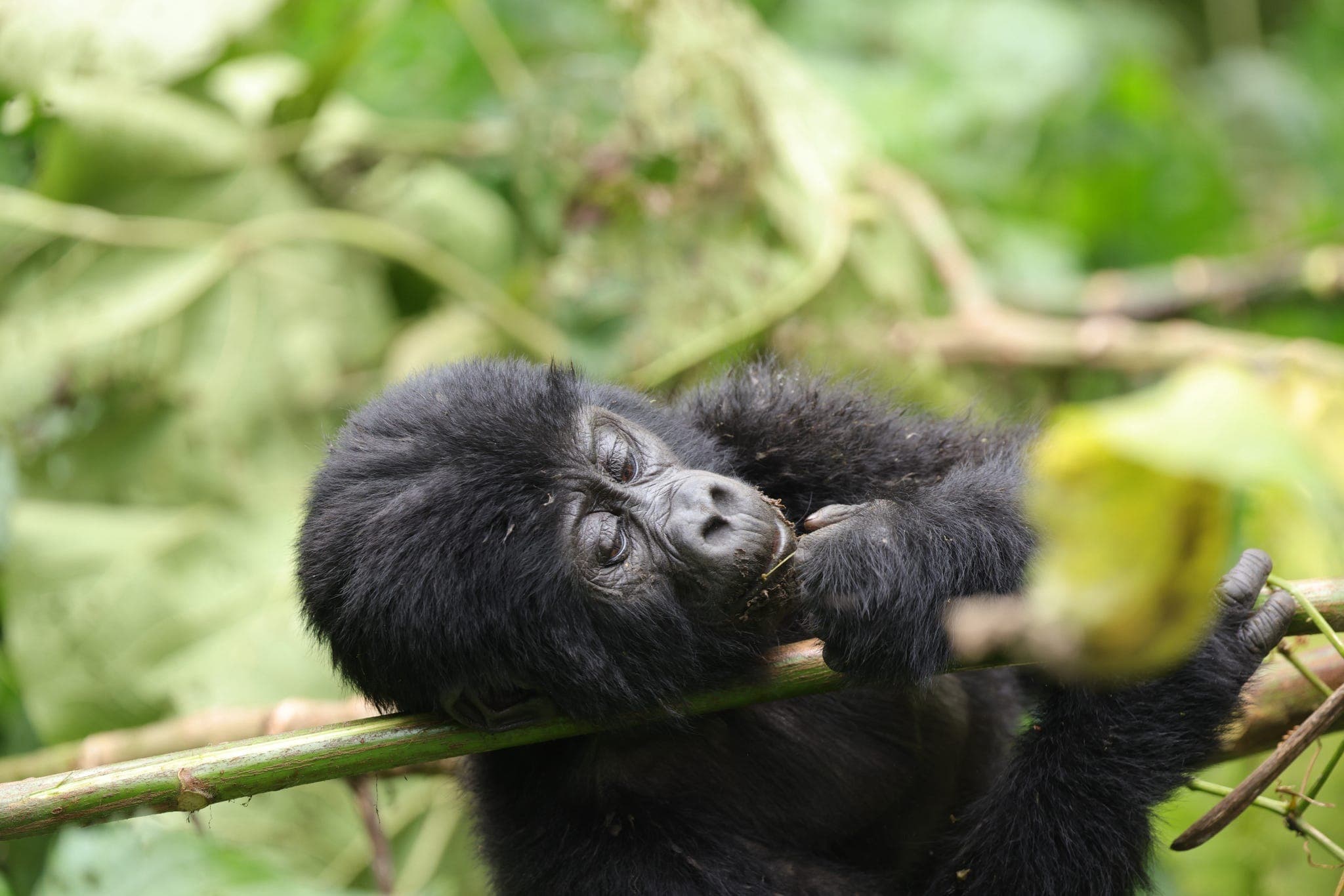 Juvenile mountain gorilla feeding on a vine in Bwindi Impenetrable Forest, Uganda