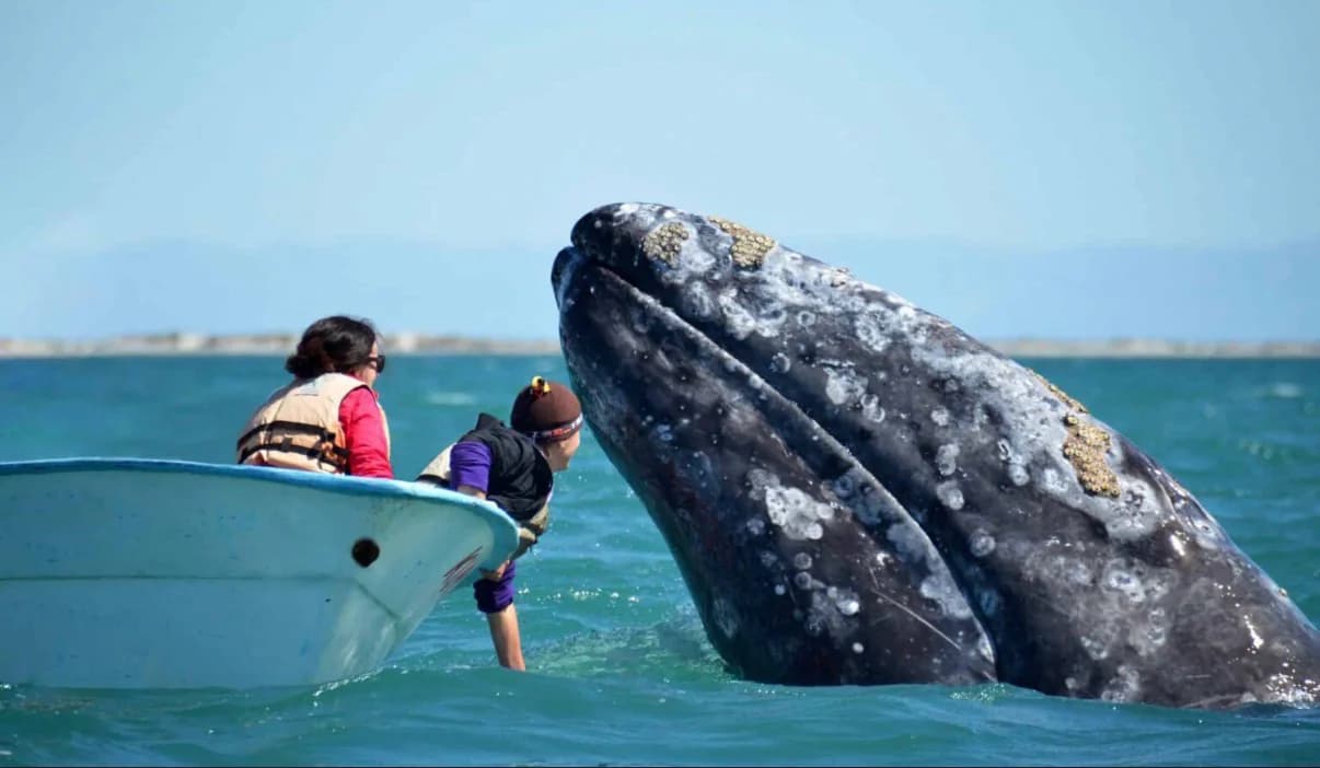 San Ignacio Lagoon Gray Whale Encounter